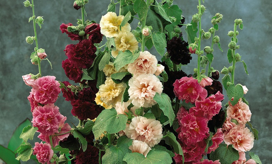 Image 1: Three or Six Hollyhock Chaters Doubles Plants