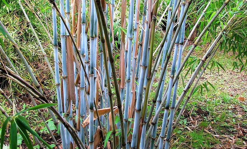 Image 3: Plantes de bambou Fargesia Grex