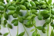 One or Two Senecio String of Pearls Potted Houseplants - Image 2