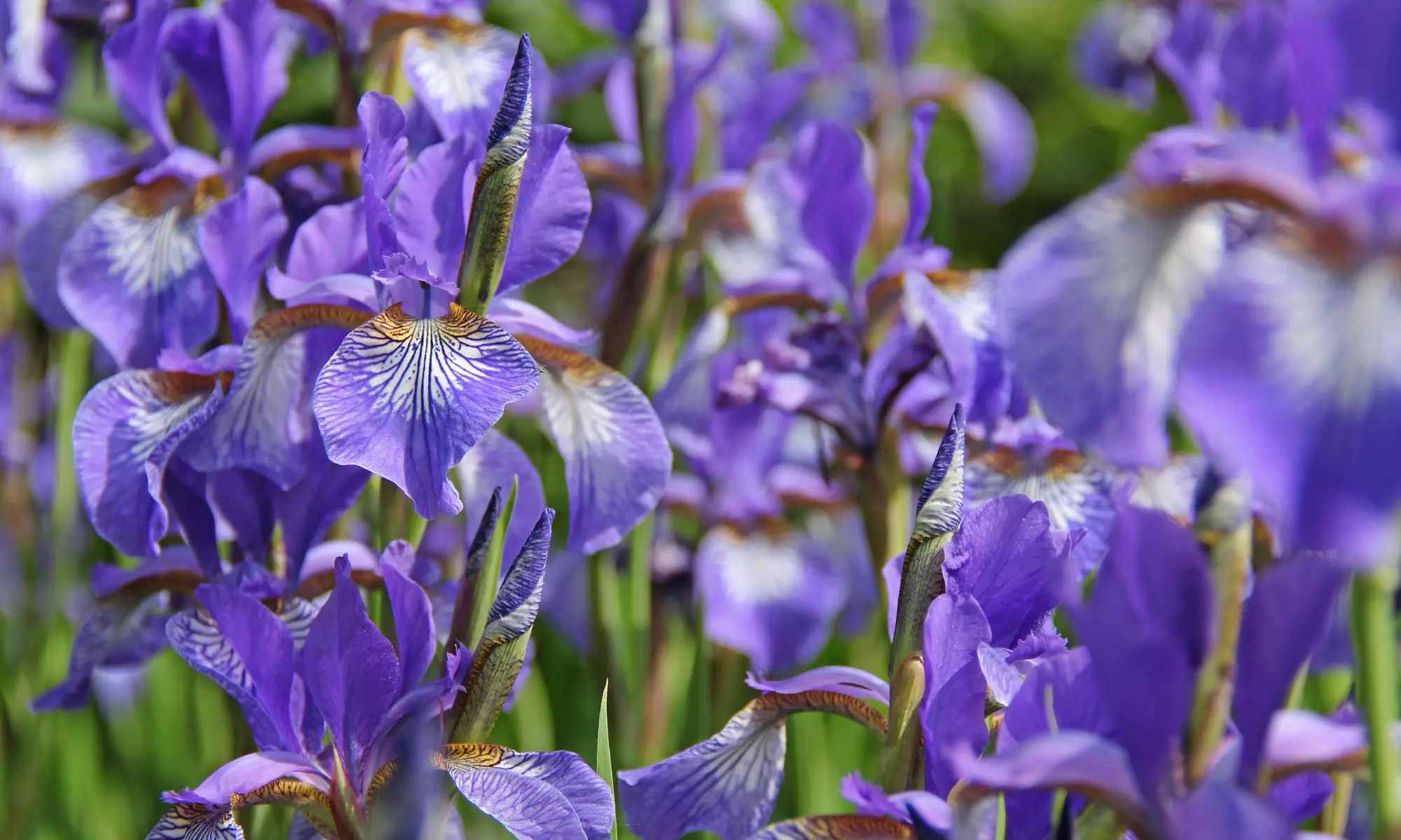 Bees & Butterflies Love Giant Purple Siberian Iris Bulbs (3-, 6- or 12 Pack) - Second Medium