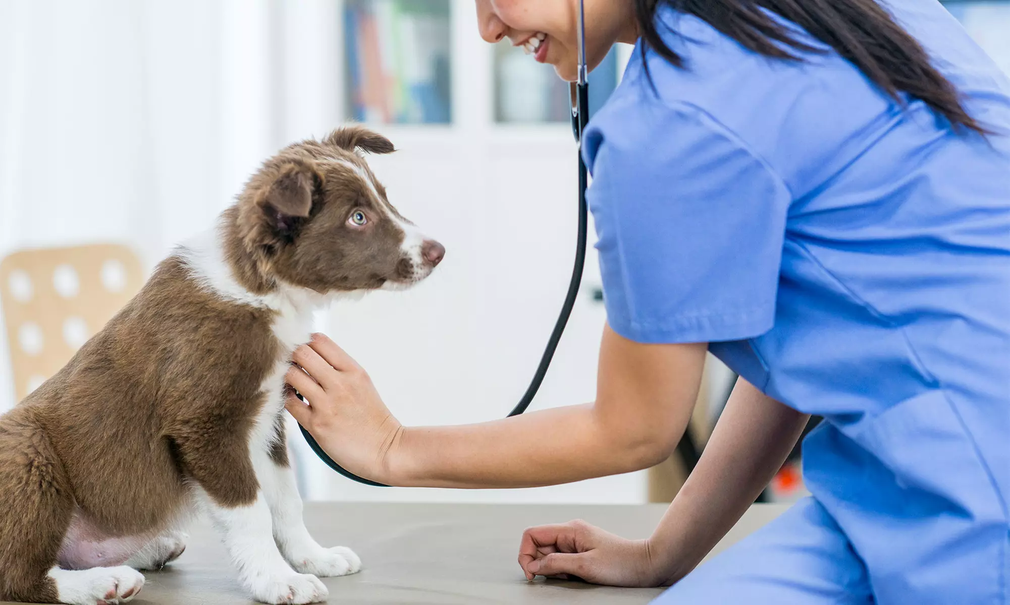 Up to 51% Off at easyvet Clinic - Primary Image