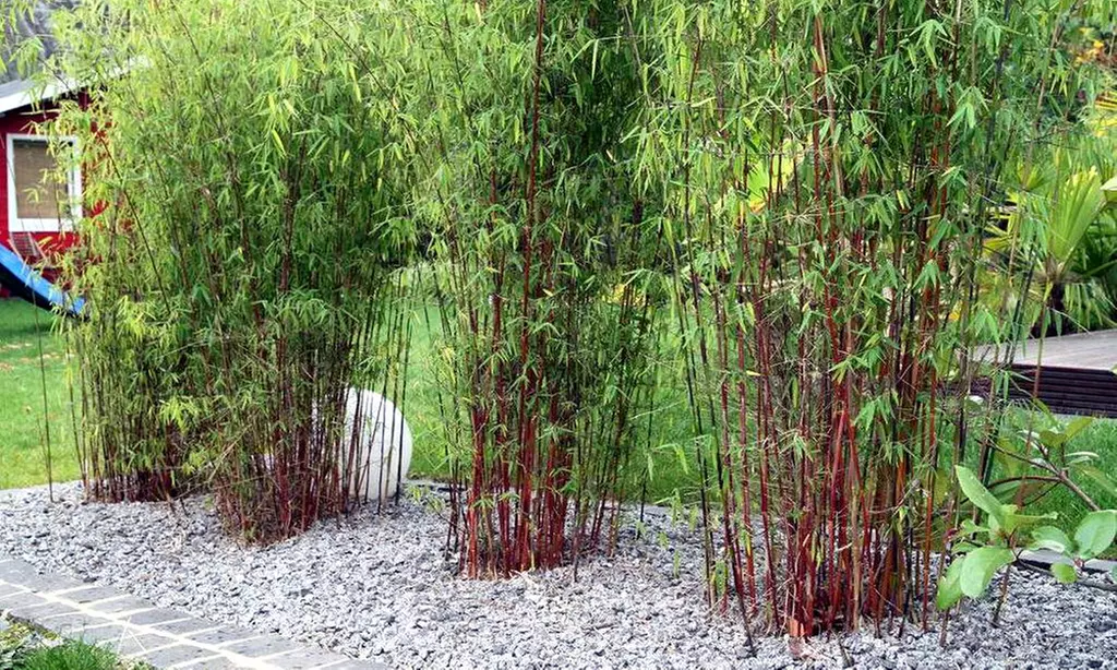 Lot de 2, 3, 4 ou 6 bambous non invasifs