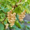Image 7: Ribes