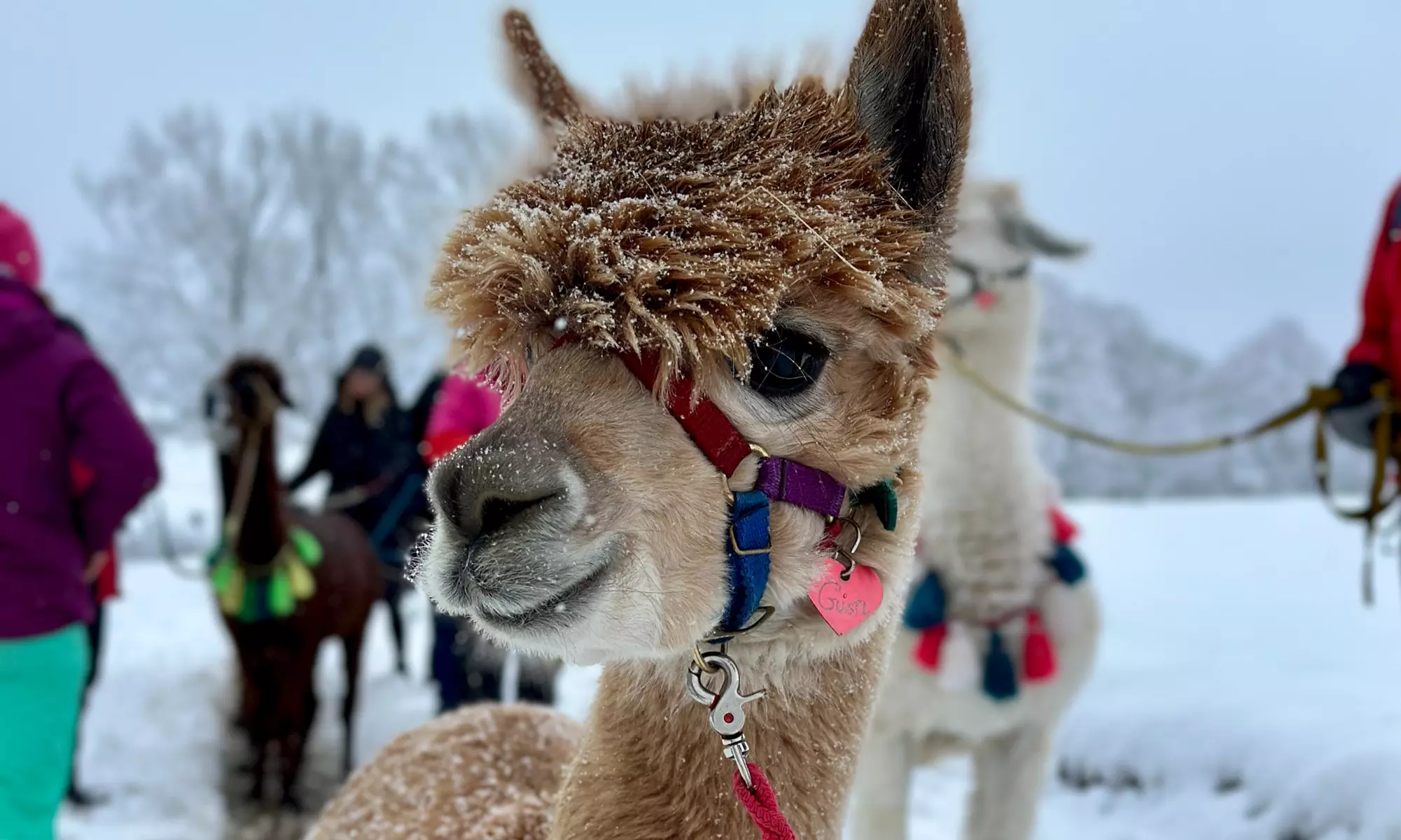 Alpaka-Wanderung oder Schnupper-Erlebnis im Stall für 2 - 4 Personen