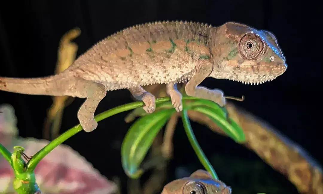 Mobile or Insta Savvy Mini Zoo Safari at Safari Savvy Reptiles (Up to 50% Off) - Primary Image