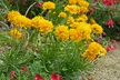 15 or 30 Coreopsis "Golden Joy" Perennials Plug Plants - Image 6