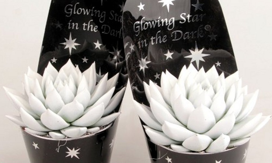 Image 2: Pair of Glow in the Dark Plants