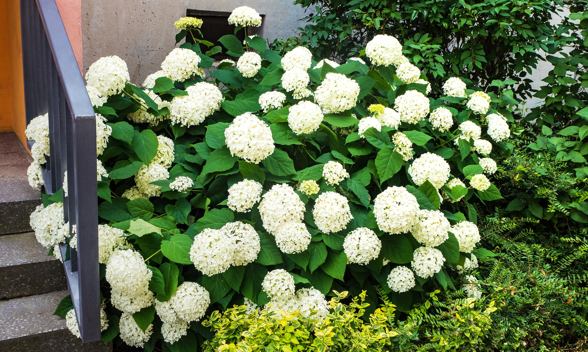 Hortensia  'Strong Annabelle'