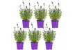 3 o 6 piante di Lavandula angustifolia blu, consegnate in un vaso - Image 3