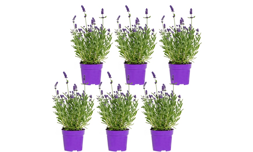 Image 3: 3 o 6 piante di Lavandula angustifolia blu