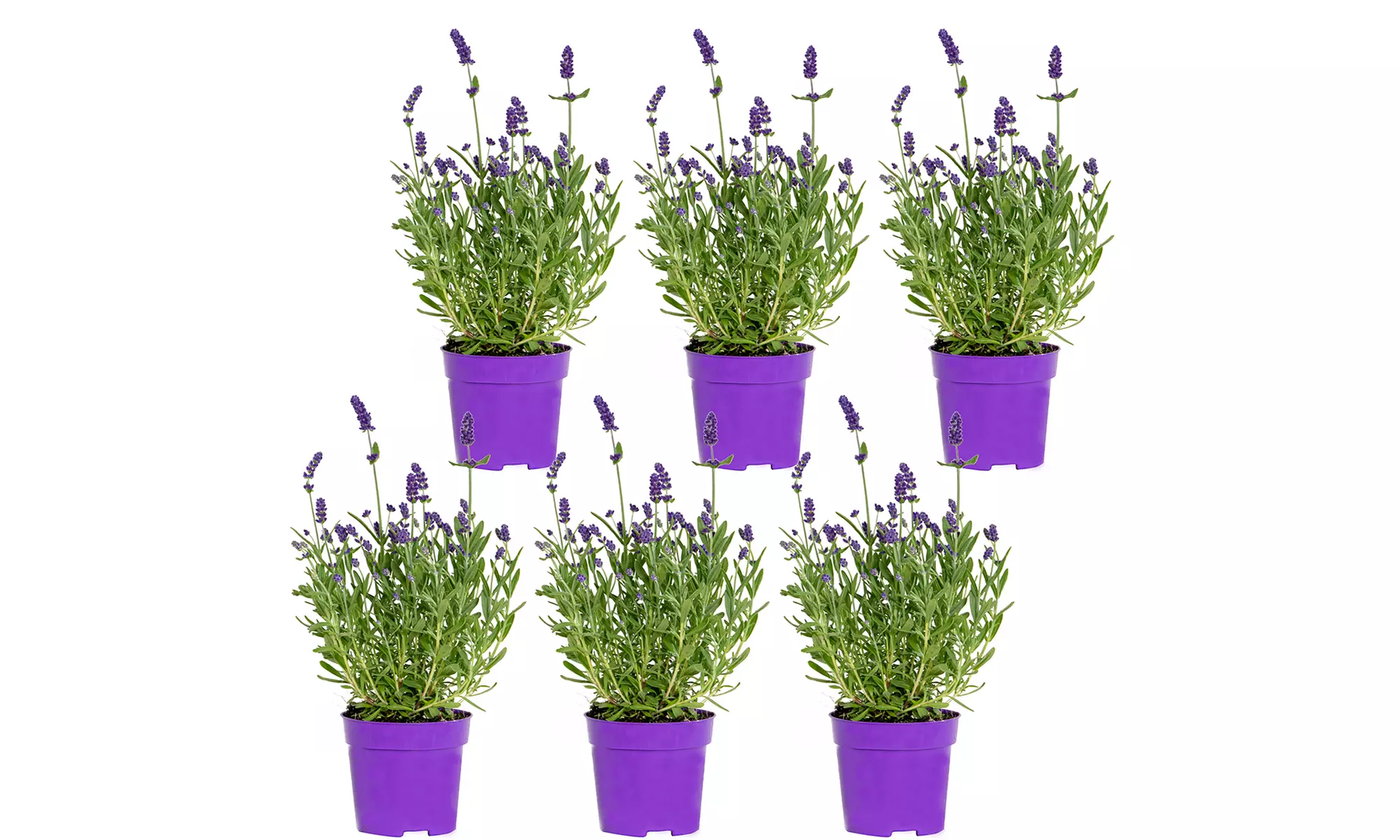 3 o 6 piante di Lavandula angustifolia blu