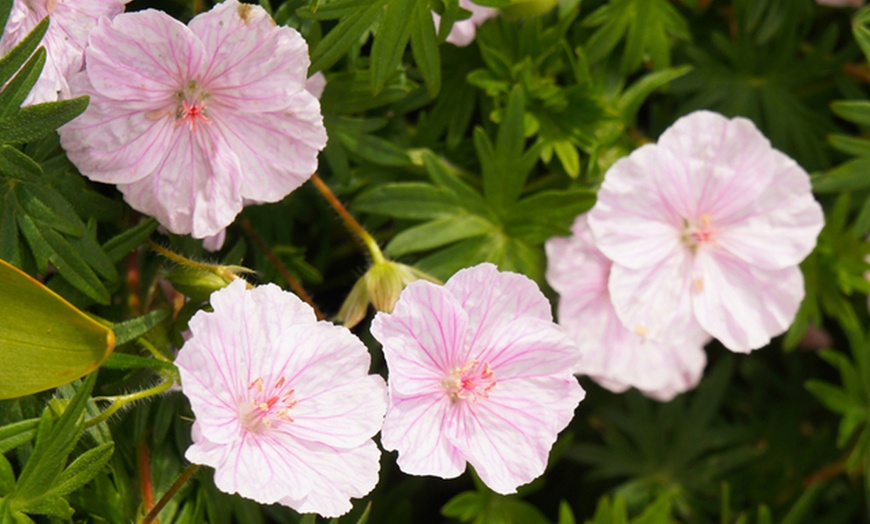 Image 2: Up to Nine Potted Plants of Geranium Vision Light Pink