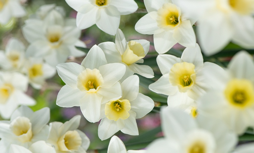 Image 12: 125 ou 250 bulbes de diverses fleurs de printemps colorées