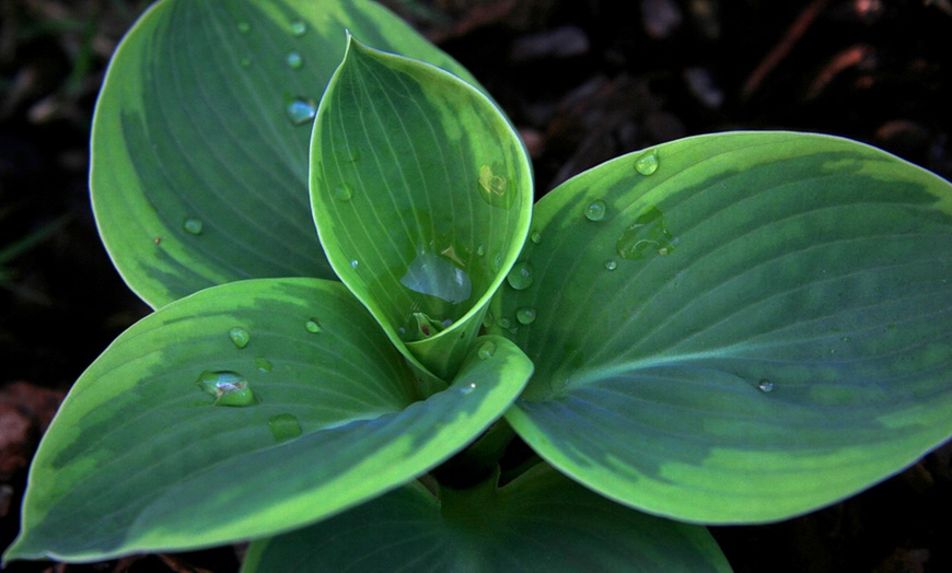 Image 5: Up to Six Hosta Giant Leaved Mix Bare Roots