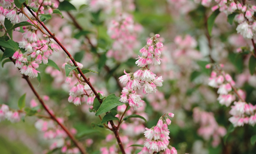 Image 3: Hardy Shrub Collection Plants