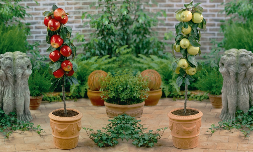 Image 5: Mini Fruit Tree Collection