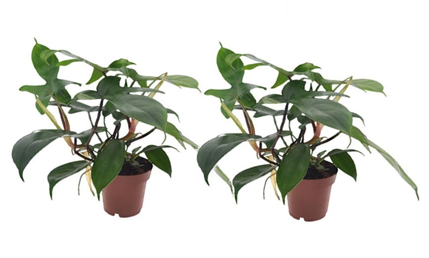 Image 7: 1 o 2 piante di Philodendron Florida Green