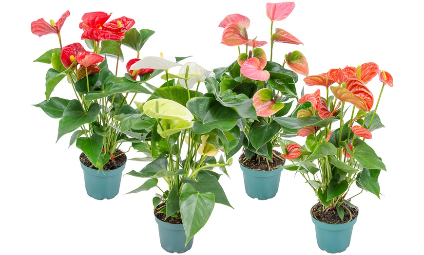 Image 2: Potted Anthurium Plants