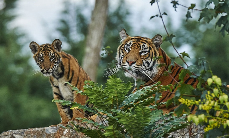 Image 5: Entrée au parc d'attraction et parc animalier Le PAL