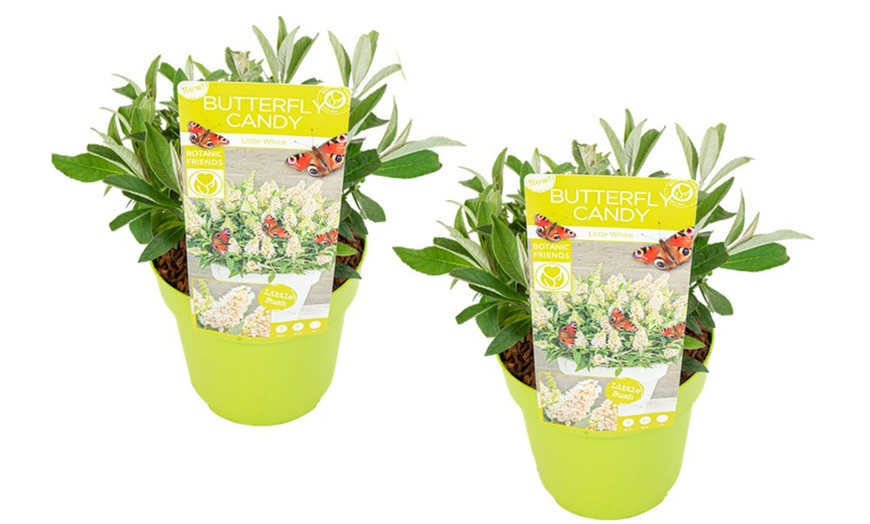 Image 7: Lot de 2 buddleias Rootz