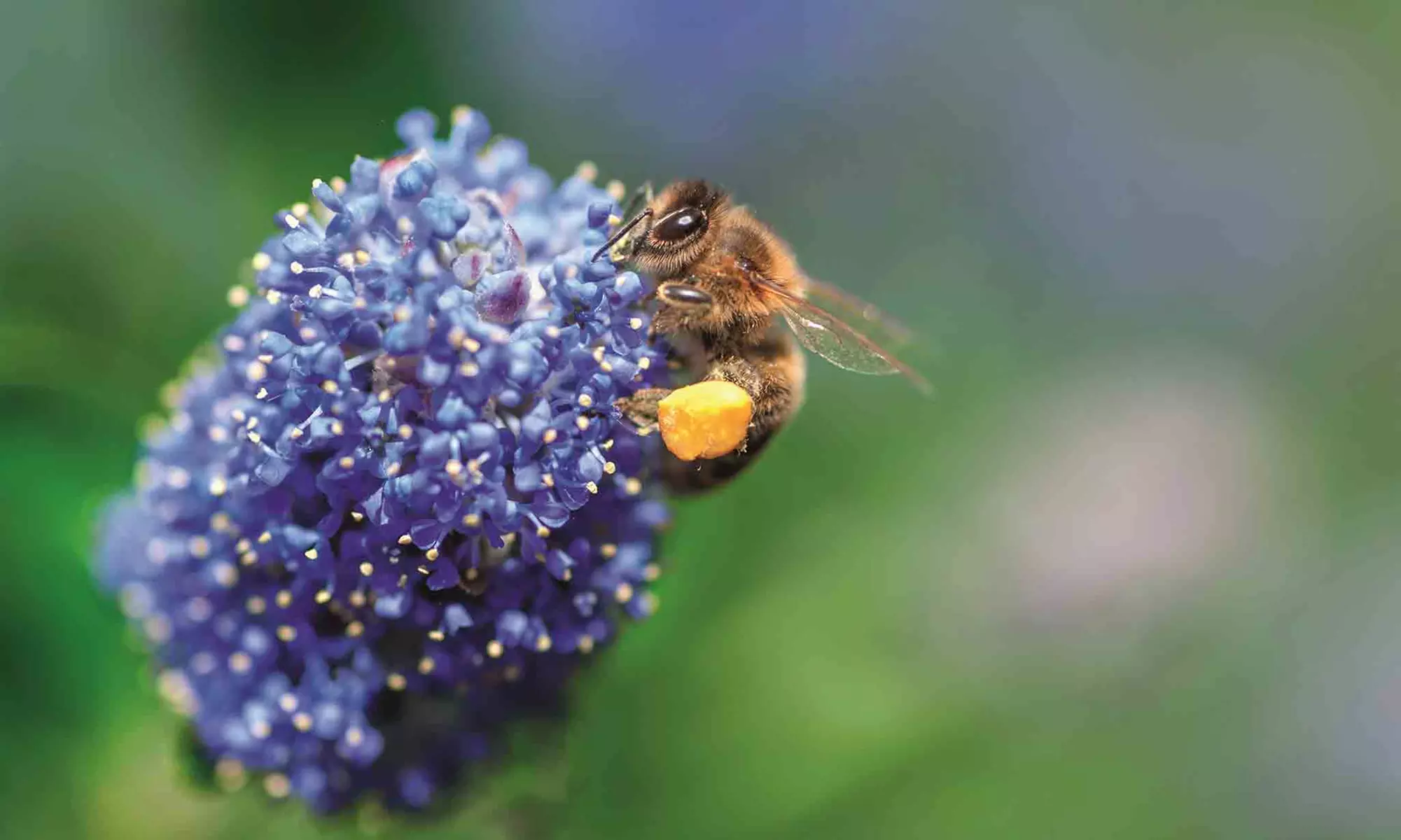 1x oder 2x Kalifornischer Flieder - Second Medium