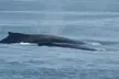Luxury San Diego Whale Watching Tour - Up to 35% Off with Wild Pacific Whale Watch - Second Medium