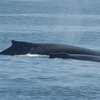 Image 4: Luxury San Diego Whale Watching Tour