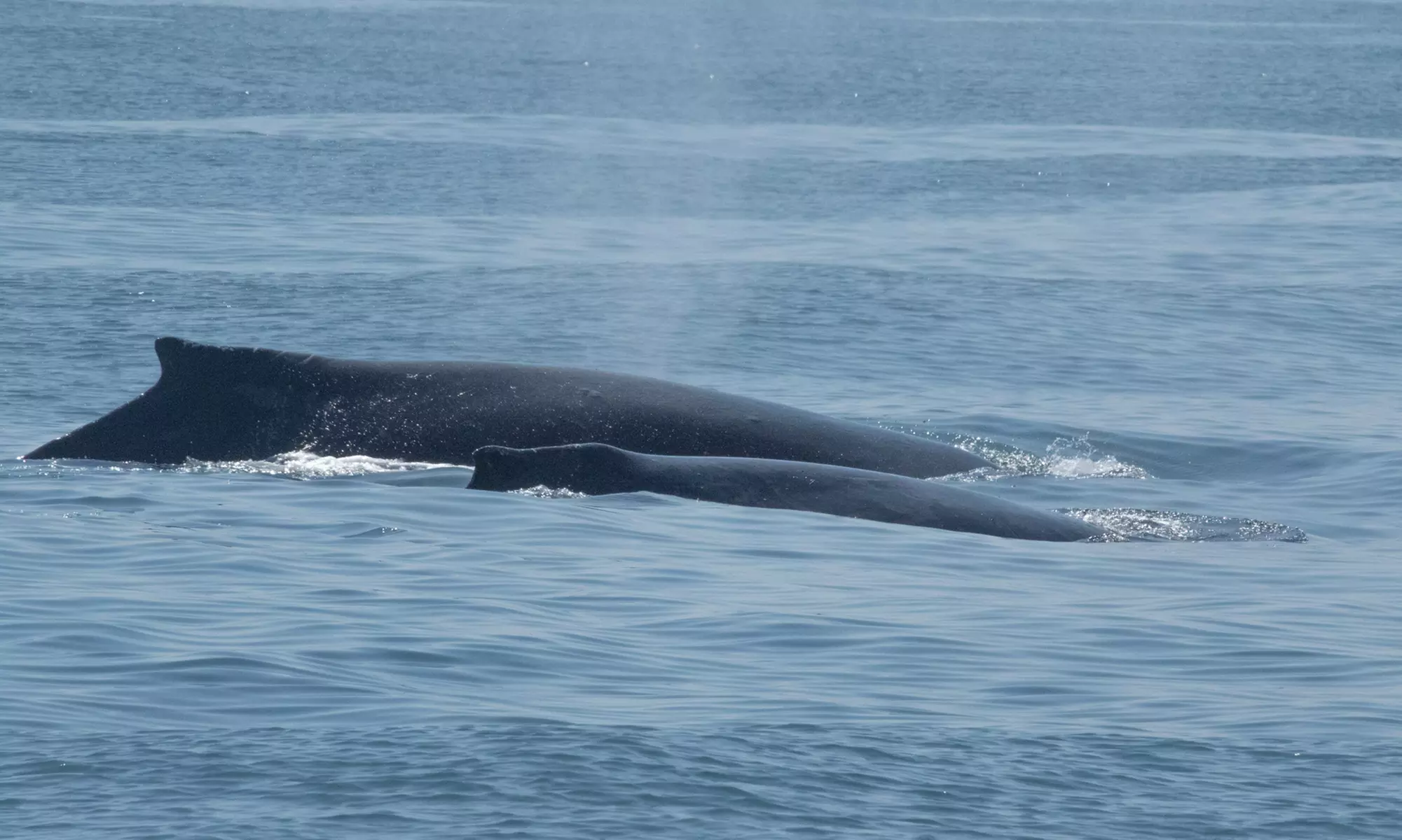 Luxury San Diego Whale Watching Tour