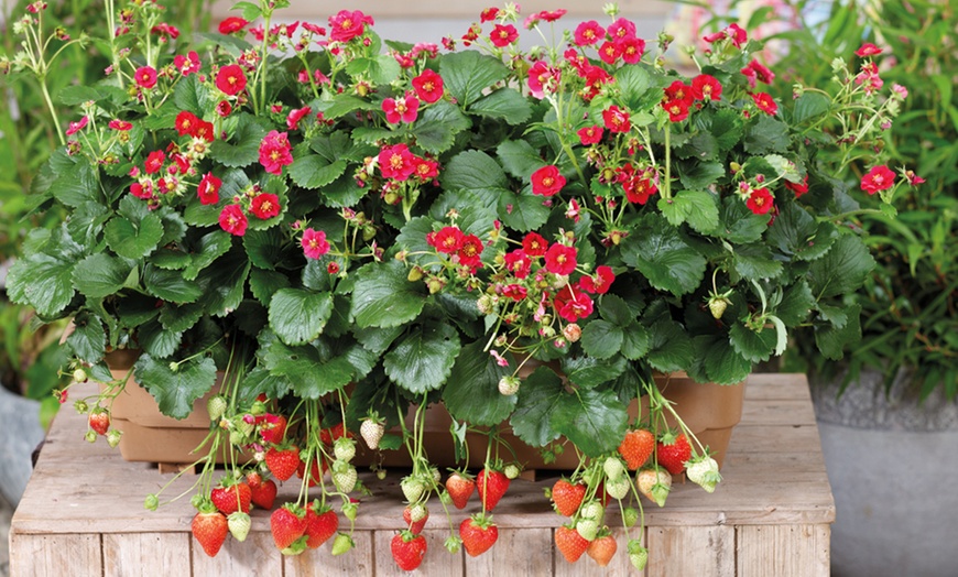 Image 5: Strawberry Summer Breeze Plants