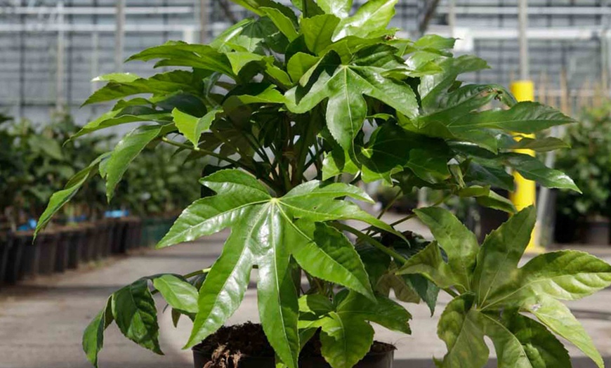 Image 2: Fatsia Japonica Castor Oil Plant