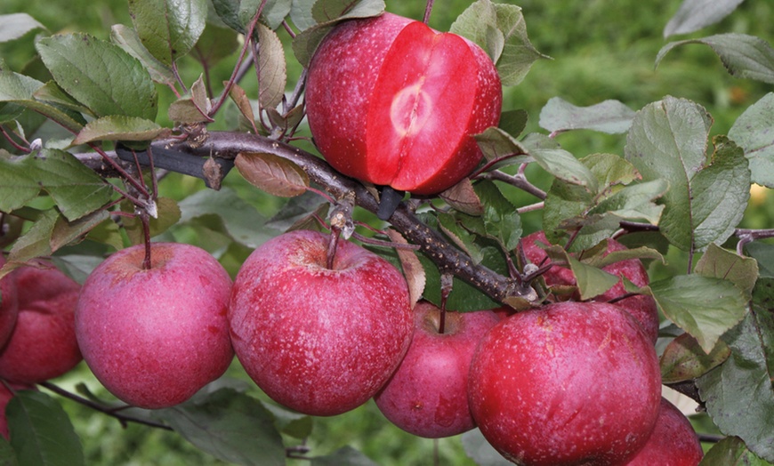 Image 1: Apple Malus Baya Marisa Tree