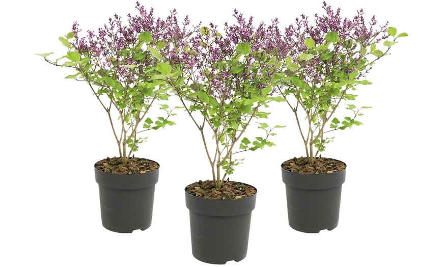 Image 8: Three Syringa Bloomerang Plants