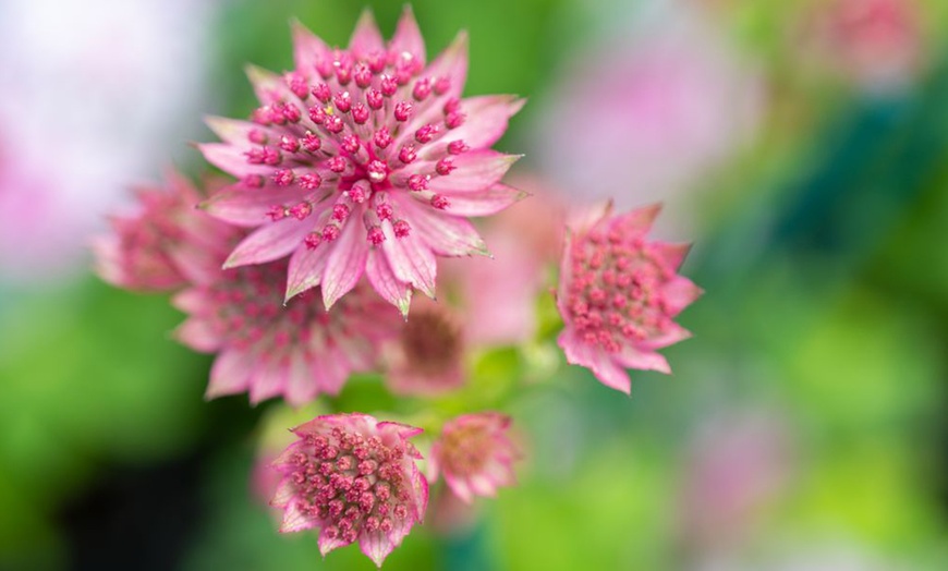 Image 4: Astrantia Major 'Venice' - 3 or 6 Plants