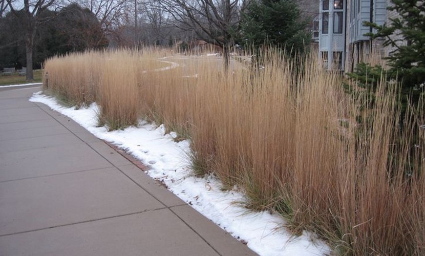 Image 5: XL Panicum Northwind Grass Plant