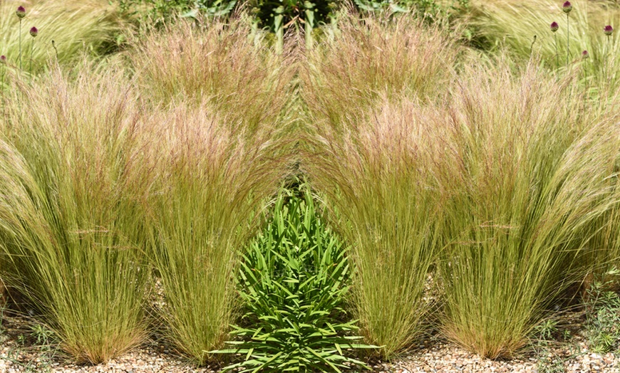 Image 6: Stipa Tenuissima Pony Tail Grass - up to 3 Potted Plants