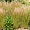 Image 6: Stipa Tenuissima Pony Tail Grass - up to 3 Potted Plants