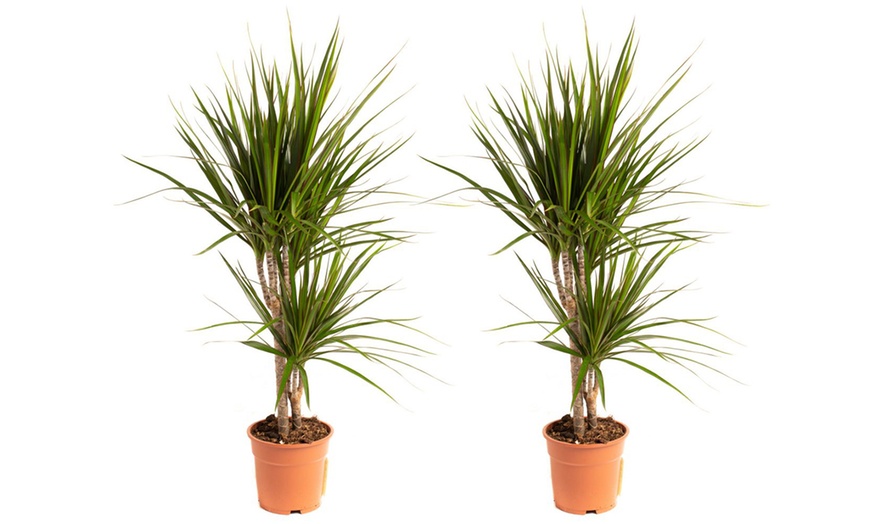 1 ou 2 plants de Dracaena Marginata 75-80 cm | Groupon