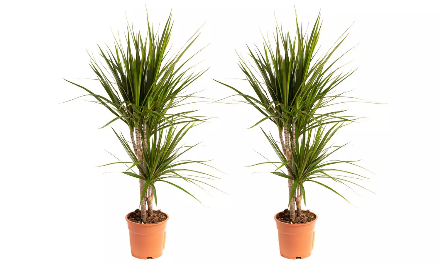 1 ou 2 plants de Dracaena Marginata 75-80 cm, pot inclus - Image 5