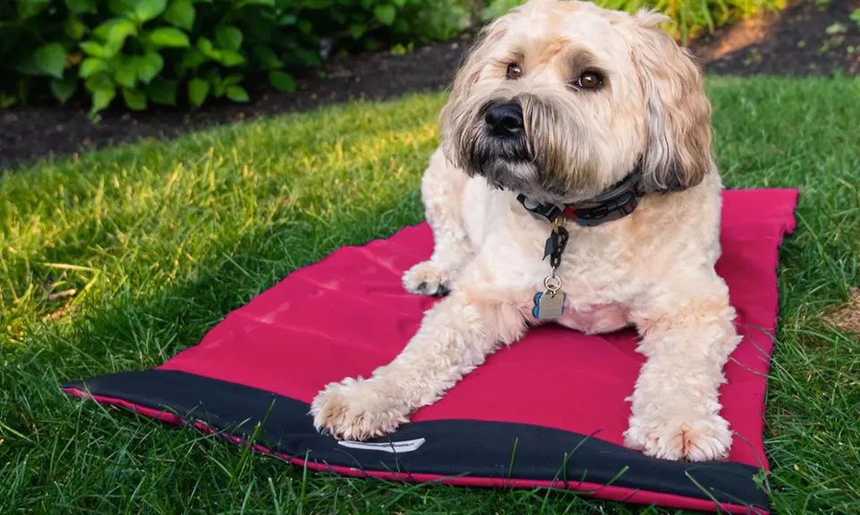 Eddie Bauer Roll Up Travel Pet and Dog Bed - Primary Image