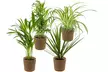 Lot de 4 plantes purificatrices d'air, cache-pots inclus - Image 3