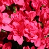 Image 4: 2 o 4 piante di azalea giapponese Anouk