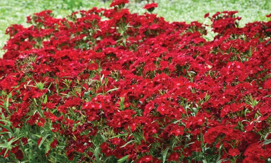 Image 8: 15 or 30 Dianthus 'Rockin' Red' Premium Perennial Plants