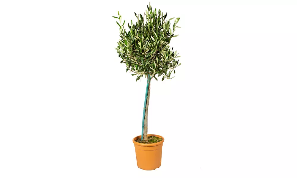 Arbre Oliviers Européens