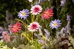 6 or 12 Metal Daisy Garden Stakes - 2 Colour Options - Image 3
