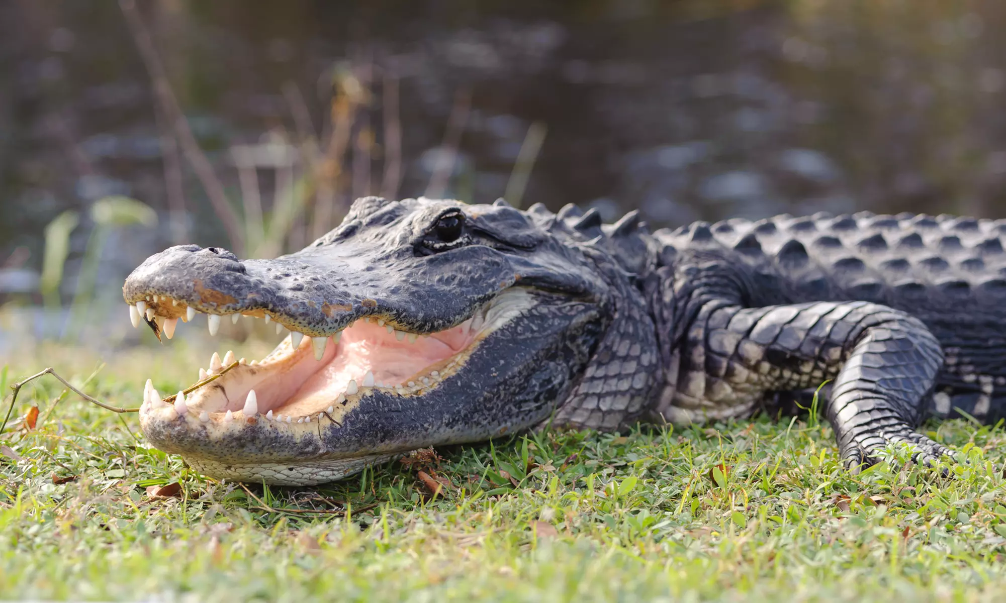 Familienabenteuer im Reptilien-Zoo: mit Tierbegegnungen & Spielplatz