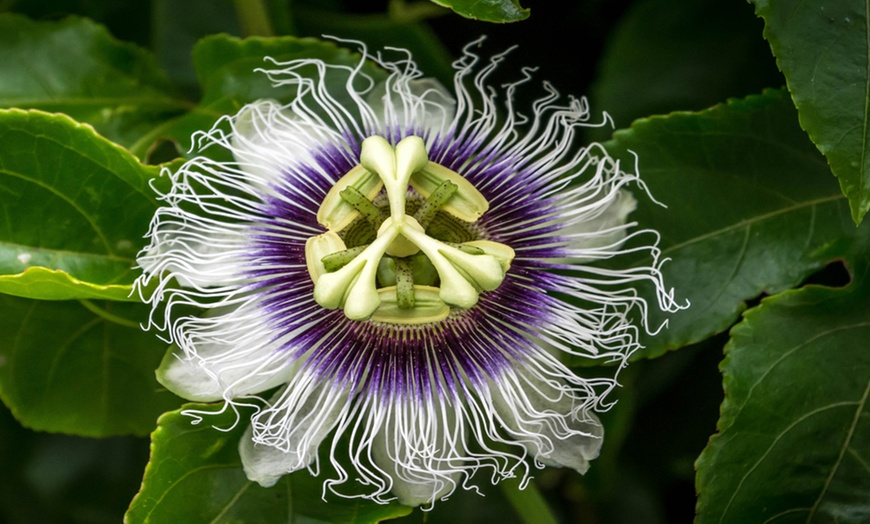 Image 2: Passiflora Edulis Frederick - 1, 3 or 5 Potted Plants