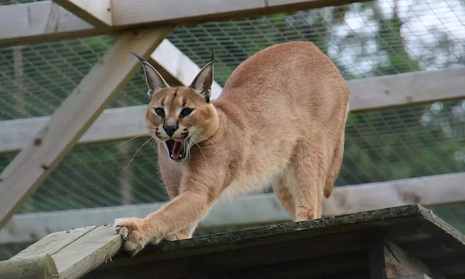 Meet Animals Up Close: Exotic Animal Experience for Two or Four