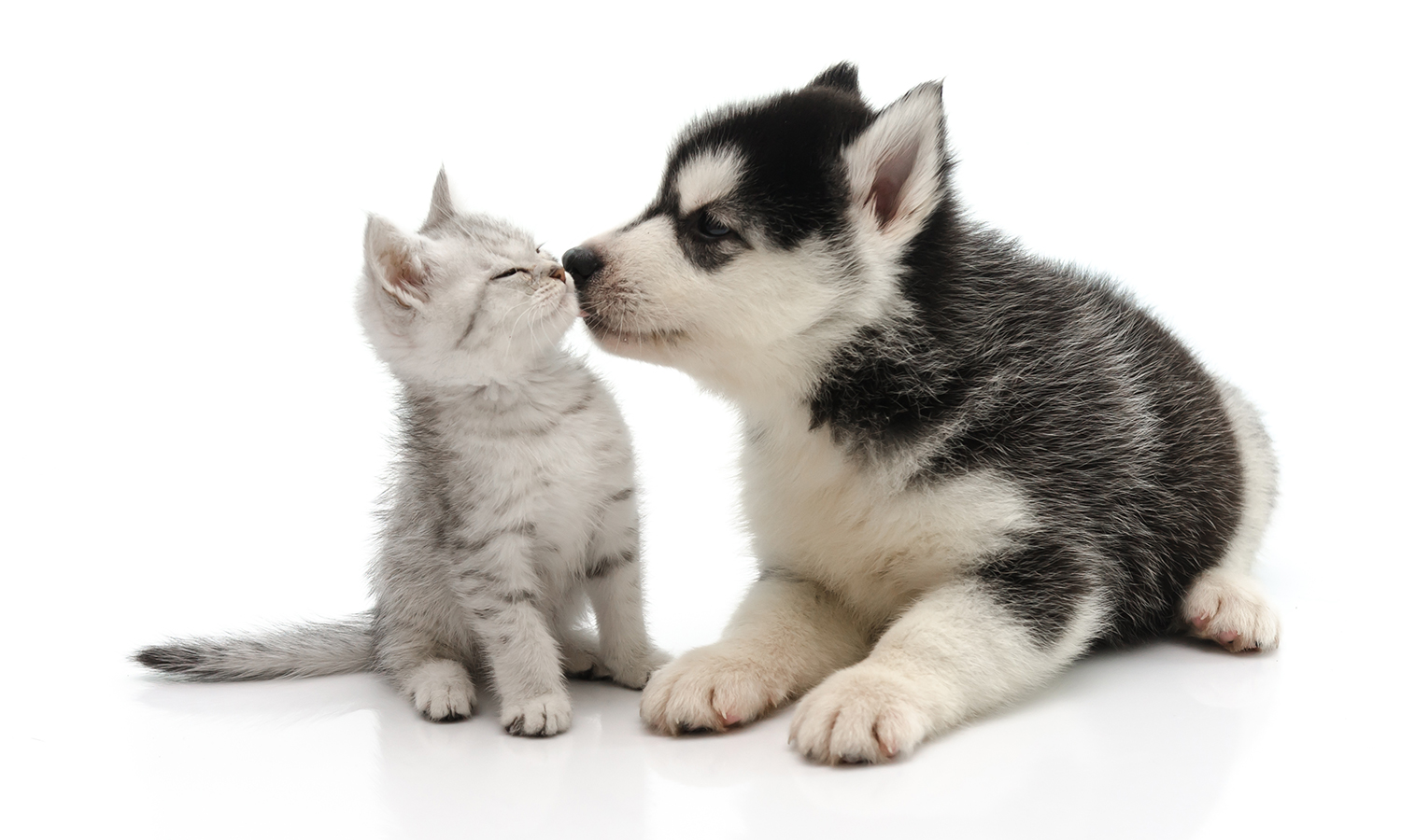 Dog/Cat Medical Check Up At Al Raha Veterinary Clinic