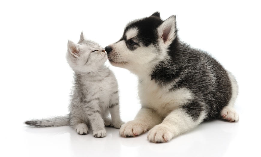 Image 1: Dog/Cat Medical Check Up at Al Raha Veterinary Clinic