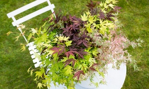 Multicoloured Japanese Maples